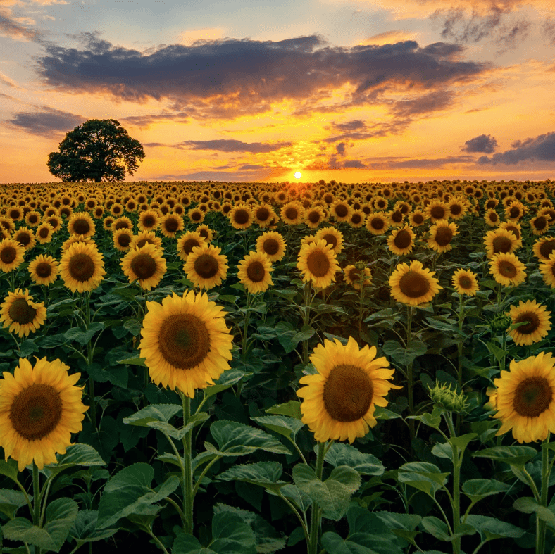 Kansas